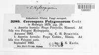 Pseudocercospora polygonorum image